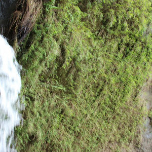 Meet your Posher, Faria